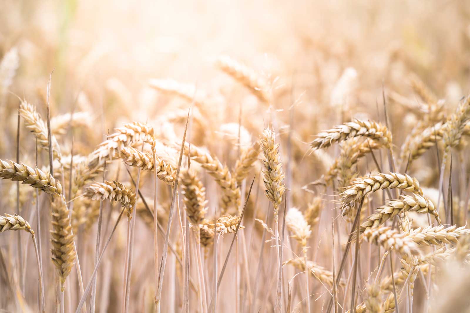 8 Most Common Symptoms of Celiac Disease