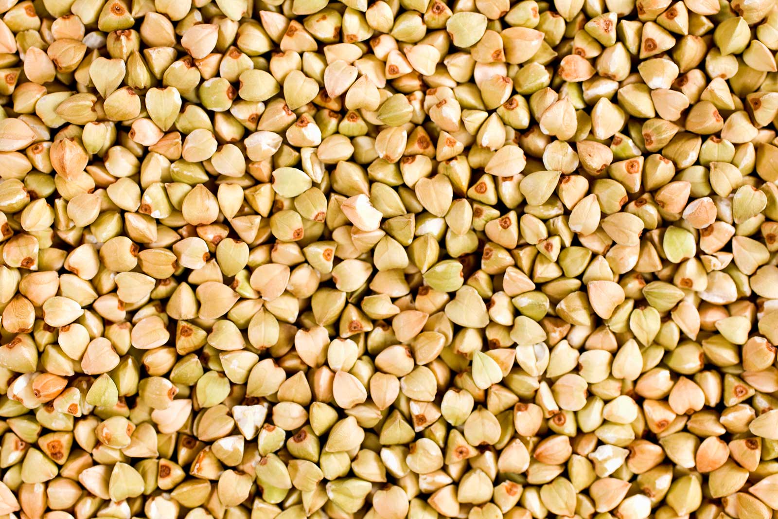 What is Buckwheat?